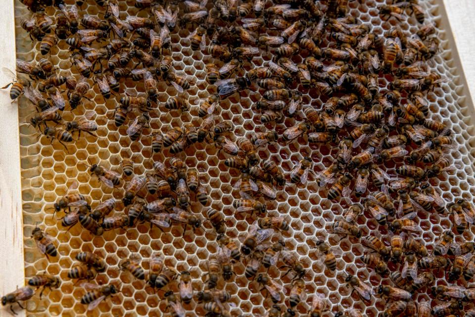 Honeybees work together to maintain the hive and create honey in the York County Maine State Beekeepers Association representative Elizabeth Goodwin's Wells, Maine backyard on July 19, 2021.