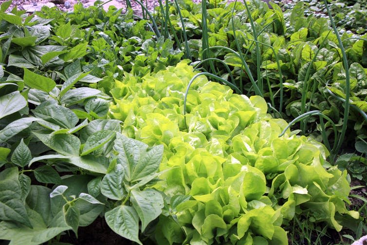 <span class="caption">Growing multiple crops at once.</span> <span class="attribution"><a class="link " href="https://www.shutterstock.com/image-photo/young-onion-lettuce-onions-rucola-beans-752049907?src=26DbiCNSCurZjRYN5pOJvw-1-0" rel="nofollow noopener" target="_blank" data-ylk="slk:Katarzyna Mazurowska/Shutterstock.com;elm:context_link;itc:0;sec:content-canvas">Katarzyna Mazurowska/Shutterstock.com</a></span>