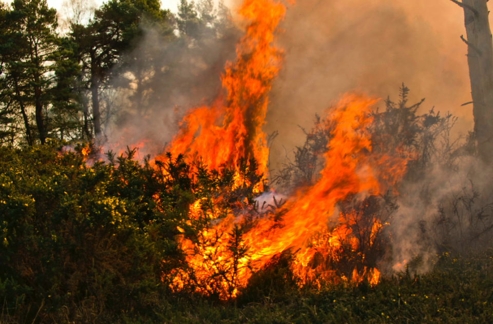 <em>Flames took hold in East Sussex’s Ashdown Forest on Tuesday (SWNS)</em>