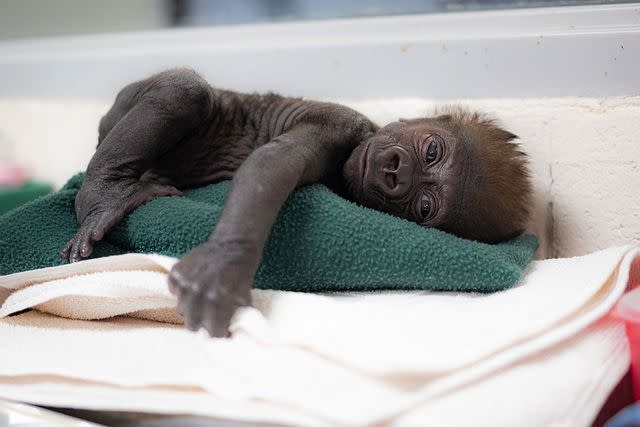 <p>TMX/fort Worth Zoo</p> Jameela, the premature gorilla born at the Fort Worth Zoo in January