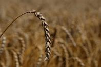FILE PHOTO: Ear of wheat is seen in a field in the village of Zhurivka