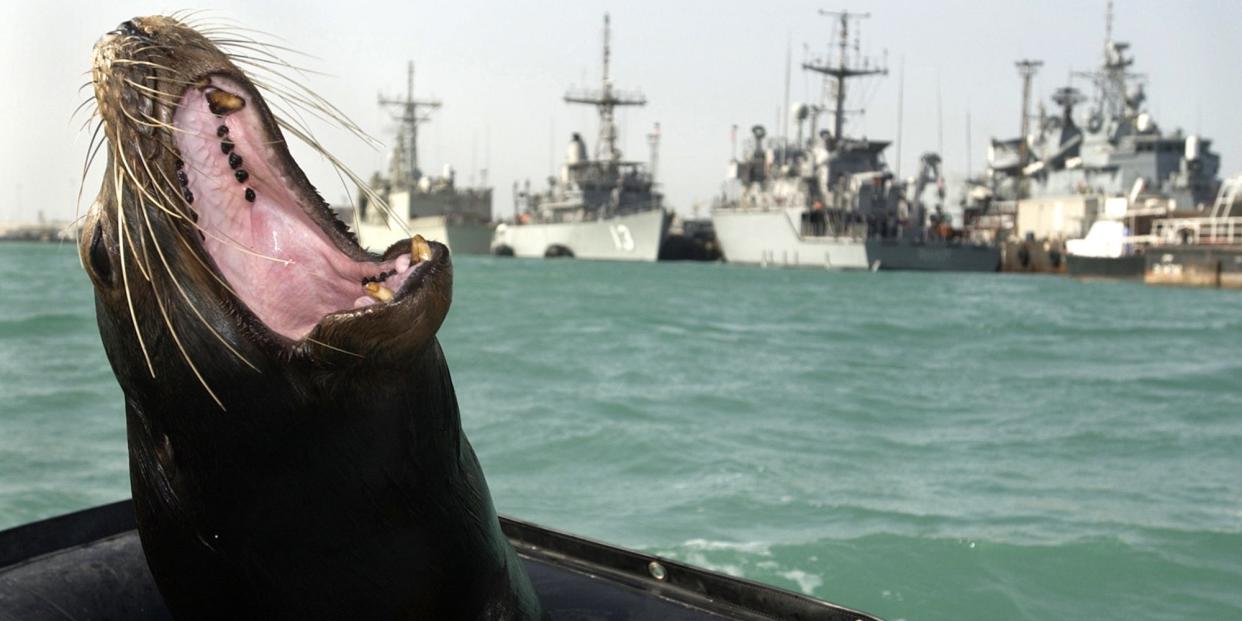 Navy marine mammal California sea lion