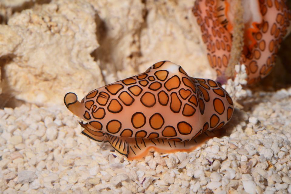 The Bailey-Matthews National Shell Museum & Aquarium on Sanibel Island reopened its Living Gallery of Aquariums to the public. Pictured: A flamingo tongue snail.