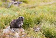 <p><strong>State Endemic Mammal: Olympic Marmot </strong></p><p>There are some other species of marmots in the world, but this <a href="https://leg.wa.gov/Symbols/Pages/default.aspx" rel="nofollow noopener" target="_blank" data-ylk="slk:specific variety only resides in the Olympic Peninsula of Washington;elm:context_link;itc:0;sec:content-canvas" class="link ">specific variety only resides in the Olympic Peninsula of Washington</a>. </p>