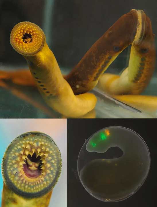 Adult sea lampreys (top and left). A fluorescence microscopy image of a developing sea lamprey embryo (right). <em>CREDIT: Stowers Institute for Medical Research.</em>