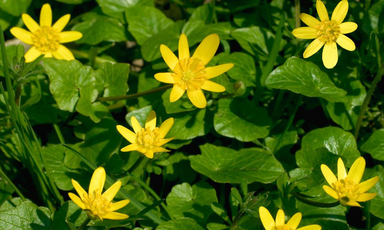 <span>Lesser celandine. ‘Here’s a flower that is responsive to every climatic vagary the season can offer.’</span><span>Photograph: Alamy</span>