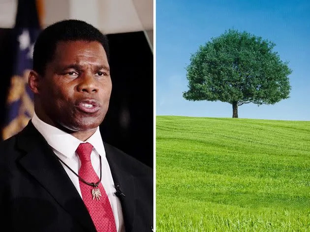 Herschel Walker said he opposes the new climate law on the grounds there are already enough trees. (Photo: Getty Images)