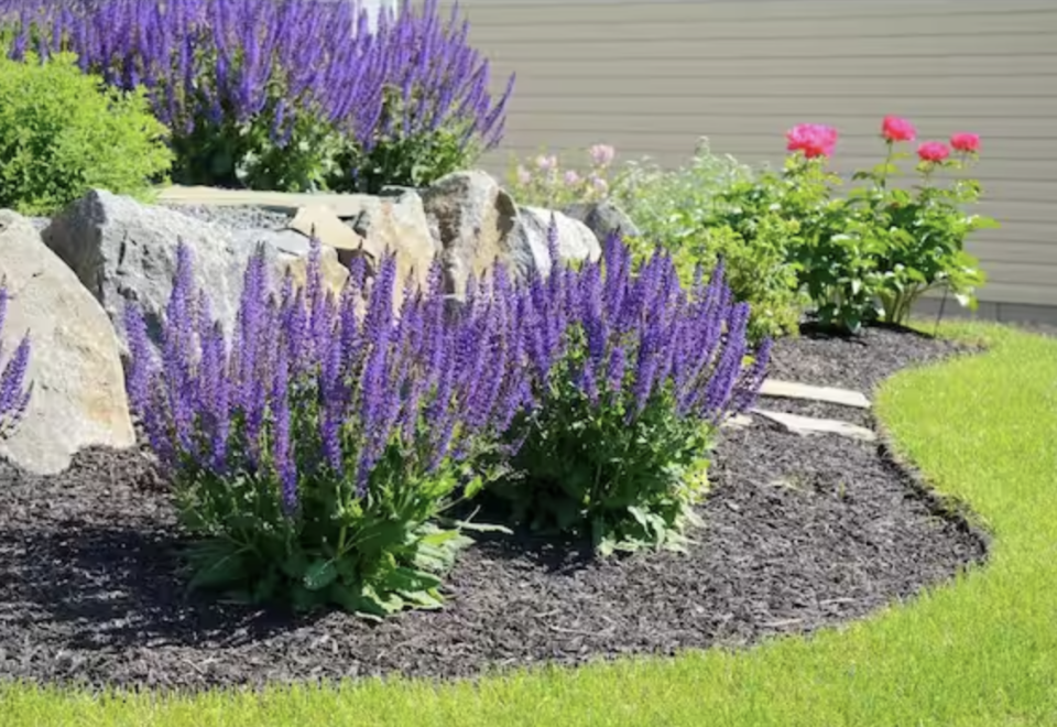 <p><a href="https://go.redirectingat.com?id=74968X1596630&url=https%3A%2F%2Fwww.homedepot.com%2Fp%2FBELL-NURSERY-1-Qt-Purple-Salvia-Live-Flowering-Perennial-Plant-4-Pack-SALVI1QPUR4PK%2F315868374&sref=https%3A%2F%2Fwww.veranda.com%2Foutdoor-garden%2Fg60760217%2Ffront-door-plants%2F" rel="nofollow noopener" target="_blank" data-ylk="slk:Shop Now;elm:context_link;itc:0;sec:content-canvas" class="link ">Shop Now</a></p><p>Salvia</p><p>homedepot.com</p><p>$19.97</p><span class="copyright">Home Depot</span>