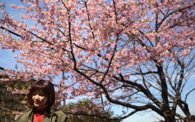 Sakura season underway in Japan