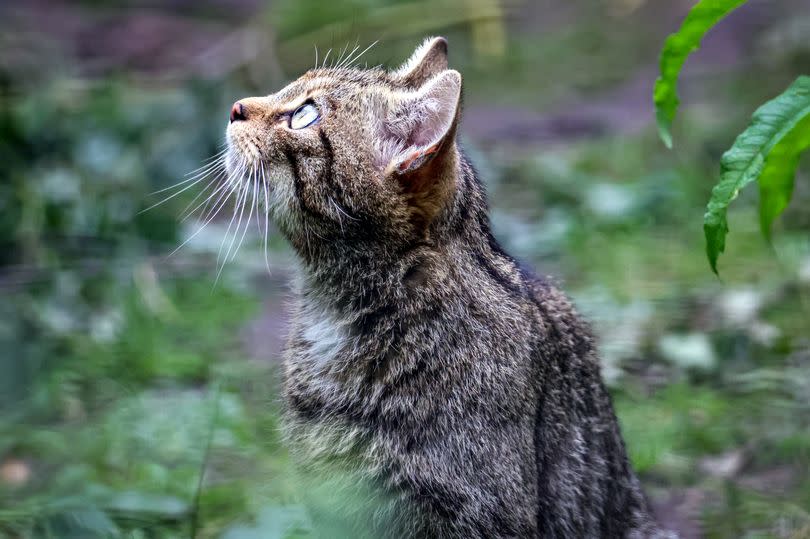 A wildcat kitten recently born at the Herne Bay park in Kent