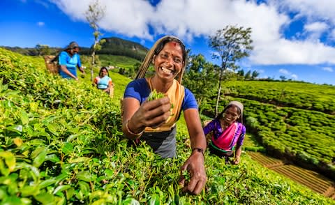 Tea pickers in Sri Lanka - Credit: BARTOSZ HADYNIAK
