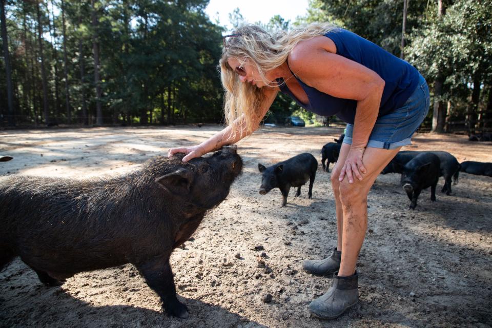 Lorri Kelly scratches one of her heritage breed American Guinea Hogs Friday, Aug. 19, 2022. She has 150 hogs on her farm as well as cows, horses and other animals that she cares for.
