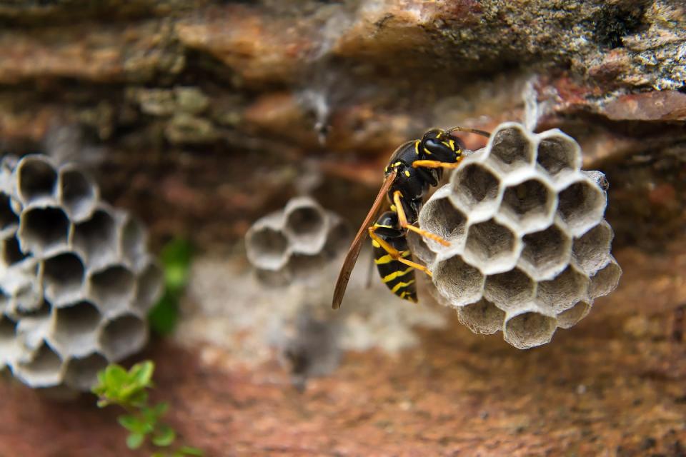 Close-up of a paper wasp on a nest