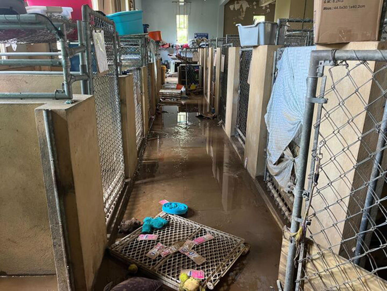 The first floor of the sanctuary where many of the dogs are usually housed, days after the hurricane completely flooded it. (Danielle Campoamor / TODAY)