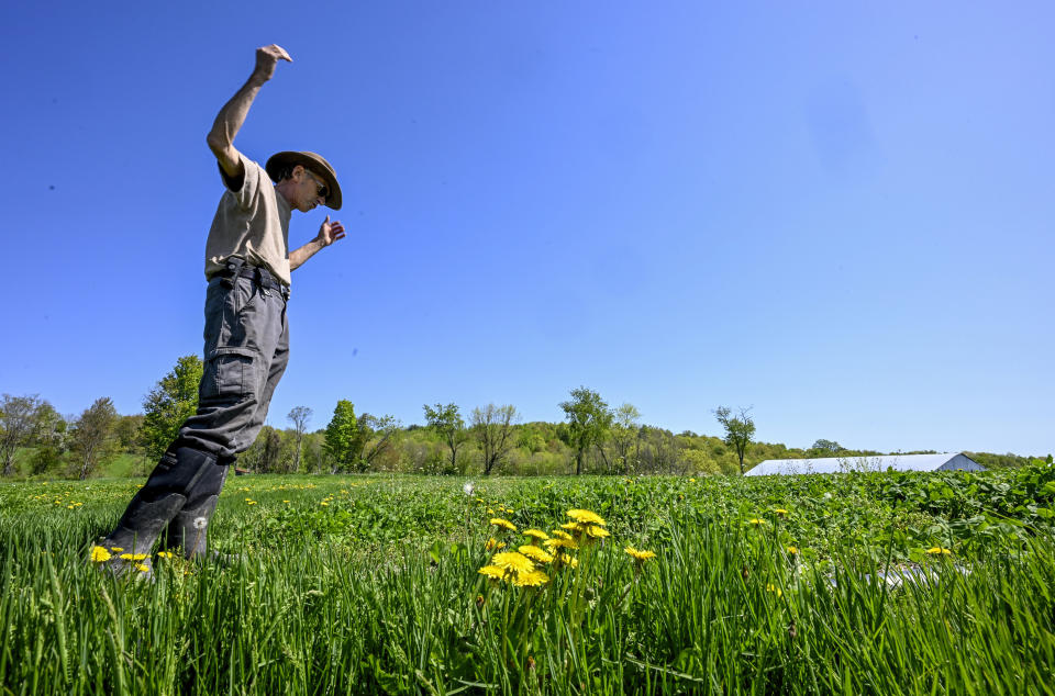 Seth Jacobs talks about his 500 pounds of marijuana he grew on his Slack Hollow farm in Argyle, N.Y., Friday, May 12, 2023. Farmers growing New York's first legal adult marijuana crop are having trouble moving product because there's only a dozen licensed dispensaries statewide to sell to. (AP Photo/Hans Pennink)