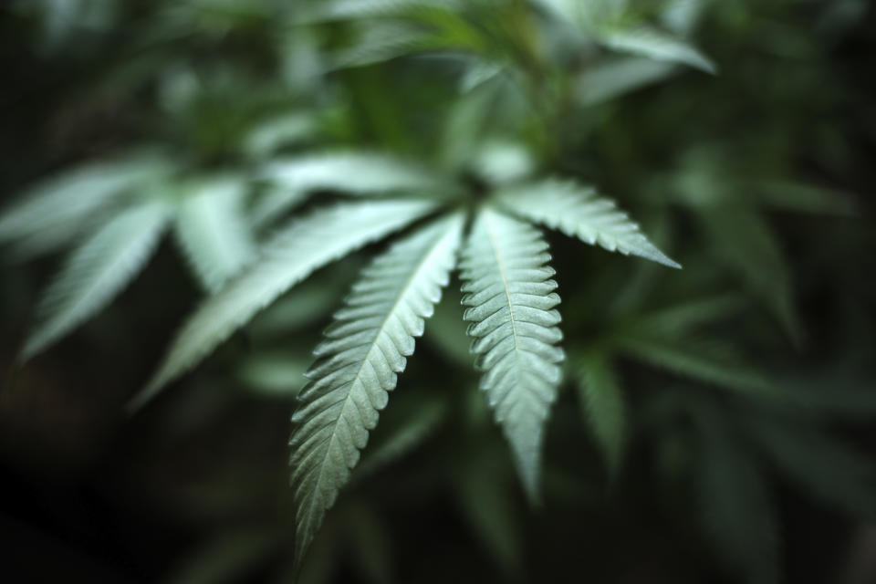 FILE - In this Aug. 15, 2019, file photo, marijuana grows at an indoor cannabis farm in Gardena, Calif. Utah legislators are drafting a proposal to scrap a planned state-run medical cannabis dispensary system after facing pressure from county attorneys who said the system put public employees at risk of being prosecuted under federal drug laws. Republican Senate Majority Leader Evan Vickers says medical cannabis would instead be distributed through up to 12 private dispensaries. (AP Photo/Richard Vogel, File)