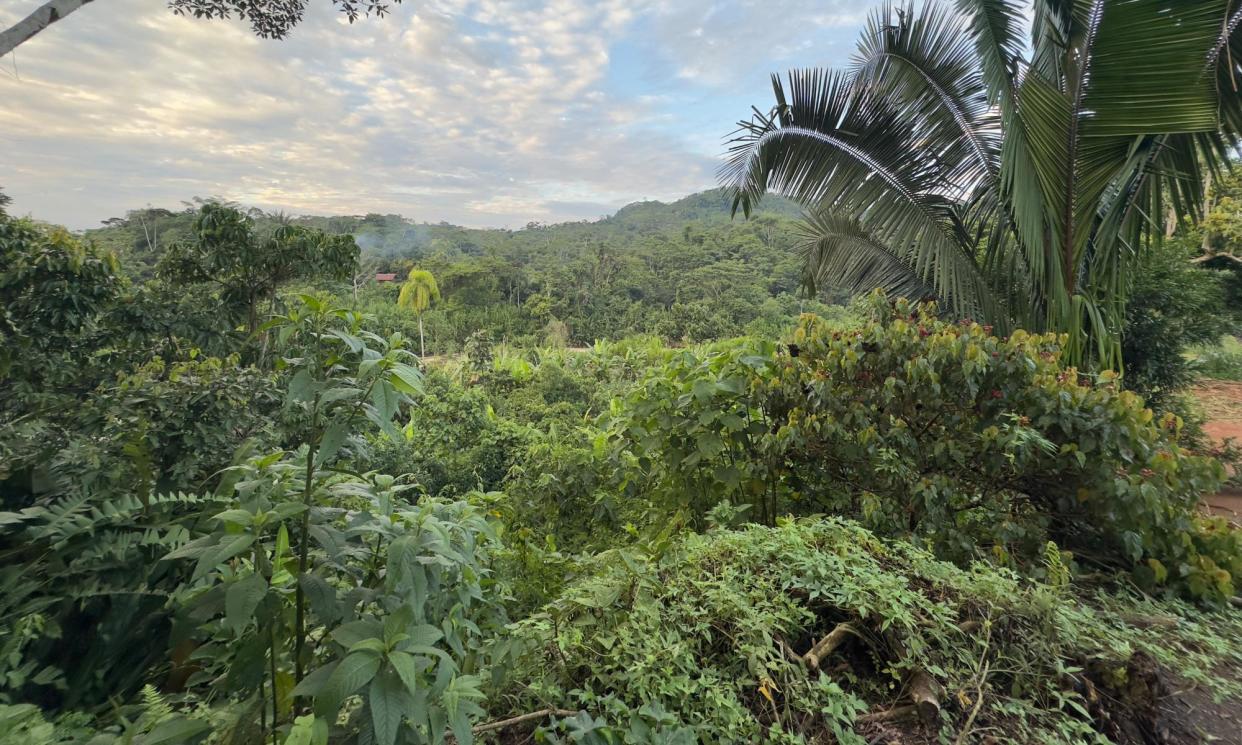 <span>The Amazon rainforest near Sarayakillo. Nature has similar legal rights to humans under Ecuador’s constitution. </span><span>Photograph: Watachik</span>
