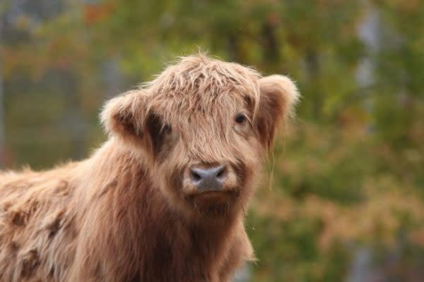 蘇格蘭高地牛模樣可愛。（圖／翻攝自 Happy Hens & Highlands 的 IG ）