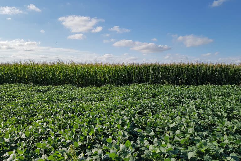 Hay un incremento de los rindes tras un cultivo de cobertura