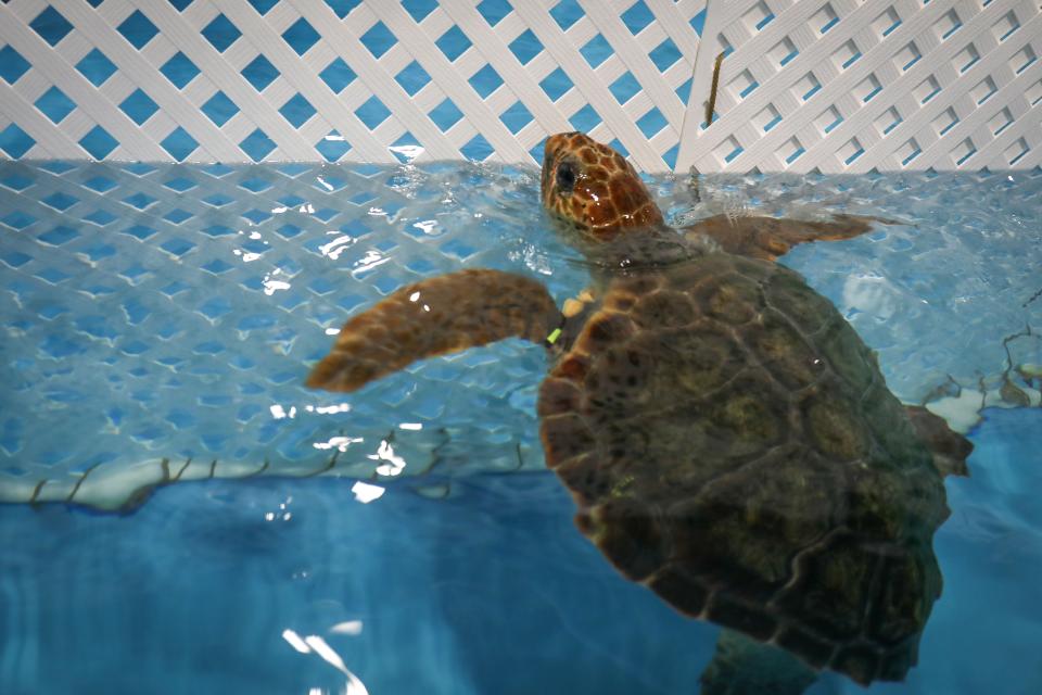 The aquarium said the turtles, which were rescued off the coast of New England, have been taken to their off-site care facility for temporary care and housing.