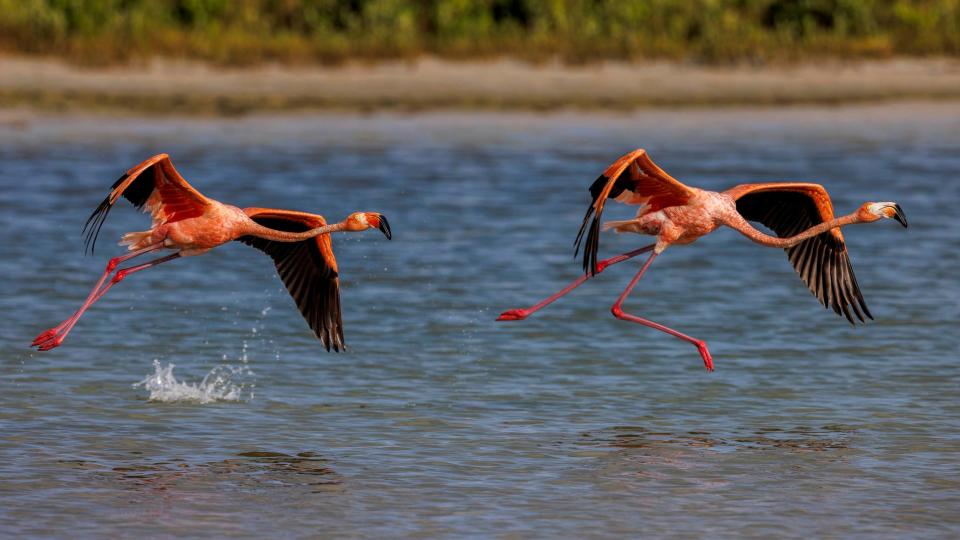 Ronald Kotinsky, a Florida landscape and wildlife photographer and owner of rkotinsky.com, snapped these images of flamingos at Fort De Soto State Park in Florida last week after more than 150 flamingos were swept across the eastern U.S. by Hurricane Idalia.