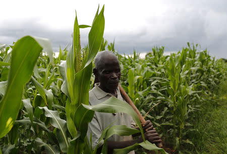 Subsistence farmer Nelson Sikanawawe walks through his field of maize after late rains near the capital Lilongwe, Malawi February 1, 2016. REUTERS/Mike Hutchings