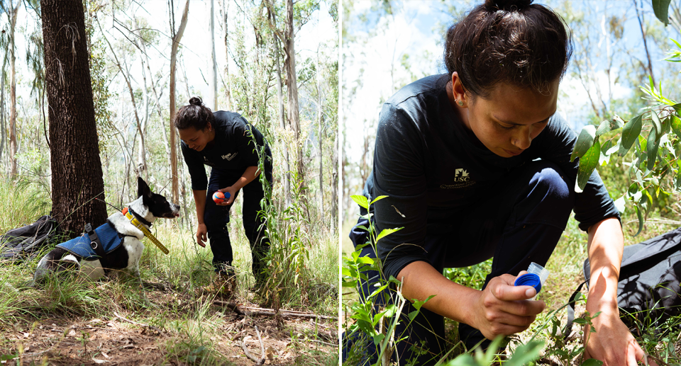 Left - a dog handler holding the ball to Billie-Jean. Right - a dog handler collects a koala scat.