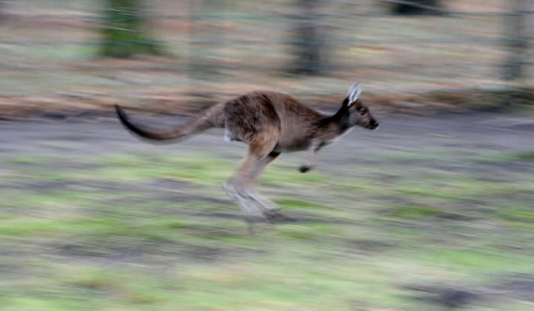 Killing protected native wildlife is a serious offence with fines of up to Aus$36,500 (US$28,000) or 24 months' imprisonment