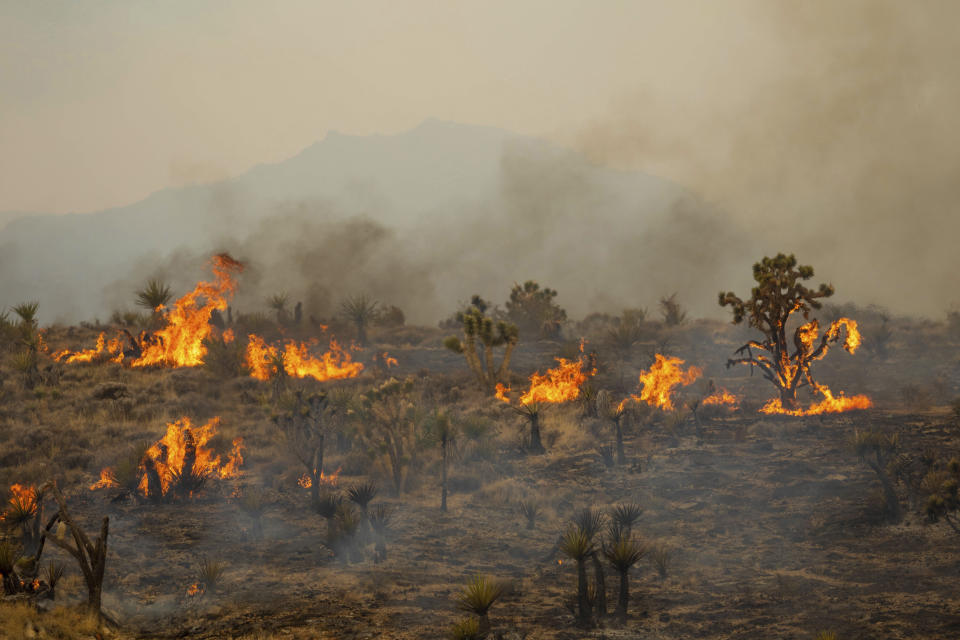 FILE - Joshua Trees burn in the York Fire, Sunday, July 30, 2023, in the Mojave National Preserve, Calif. Crews battled 