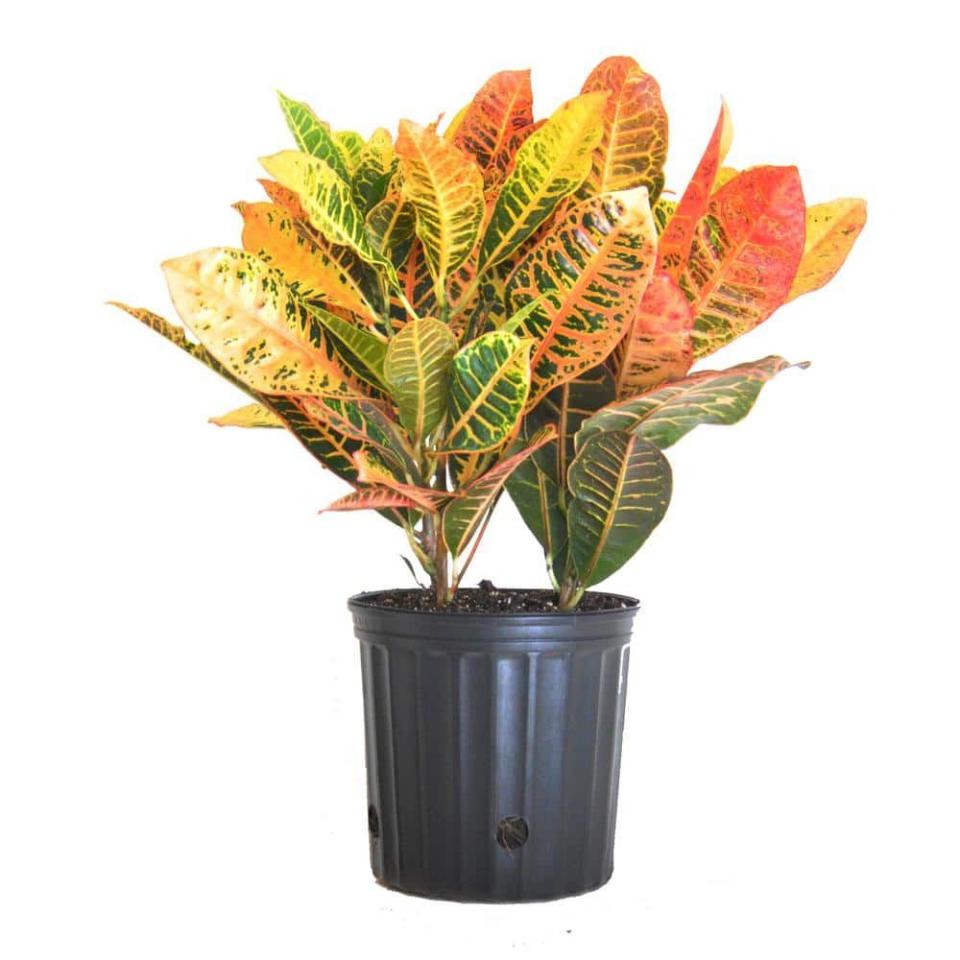 Croton Petra Indoor Plant