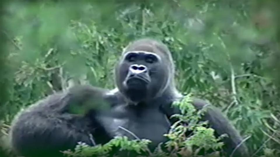 <div class="inline-image__caption"> <p>Martha’s father, Lamydoc, pictured, died at Gladys Porter Zoo at approximately 60 years of age.</p> </div> <div class="inline-image__credit"> Gladys Porter Zoo </div>