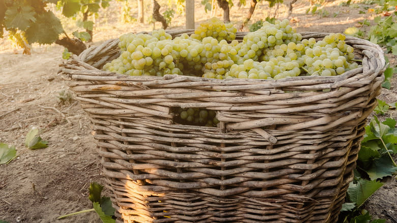 moscato d'asti grapes in basket