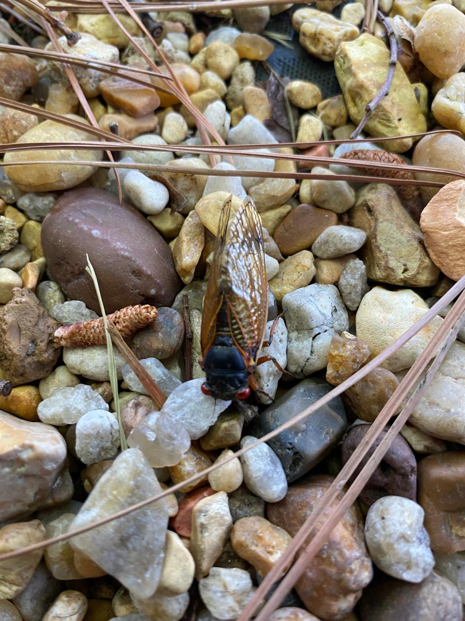 Jonathan Houghton shared this picture of a cicada near his Donelson home May 1, 2024. The Brood XIX cicadas are emerging in Middle Tennessee after being dormant for 13 years.