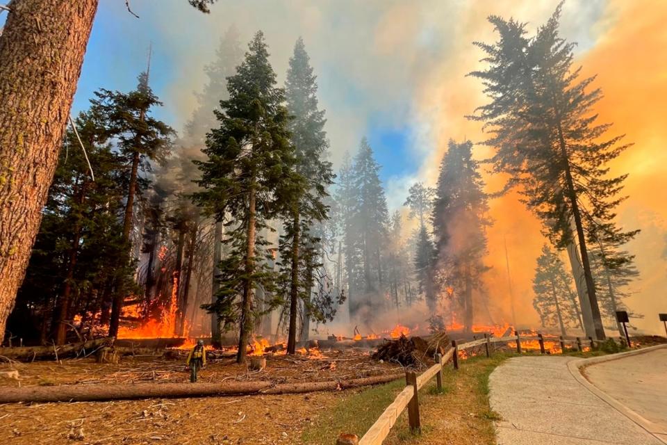 In this image provided by the National Park Service, a firefighter walks near the Mariposa Grove as the Washburn Fire burns in Yosemite National Park, Calif., Thursday, July 7, 2022. A portion of Yosemite National Park has been closed as a wildfire rages near a grove of California's famous giant sequoia trees, officials said.
