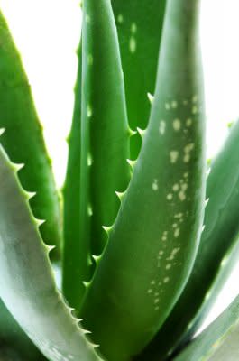 aloe vera