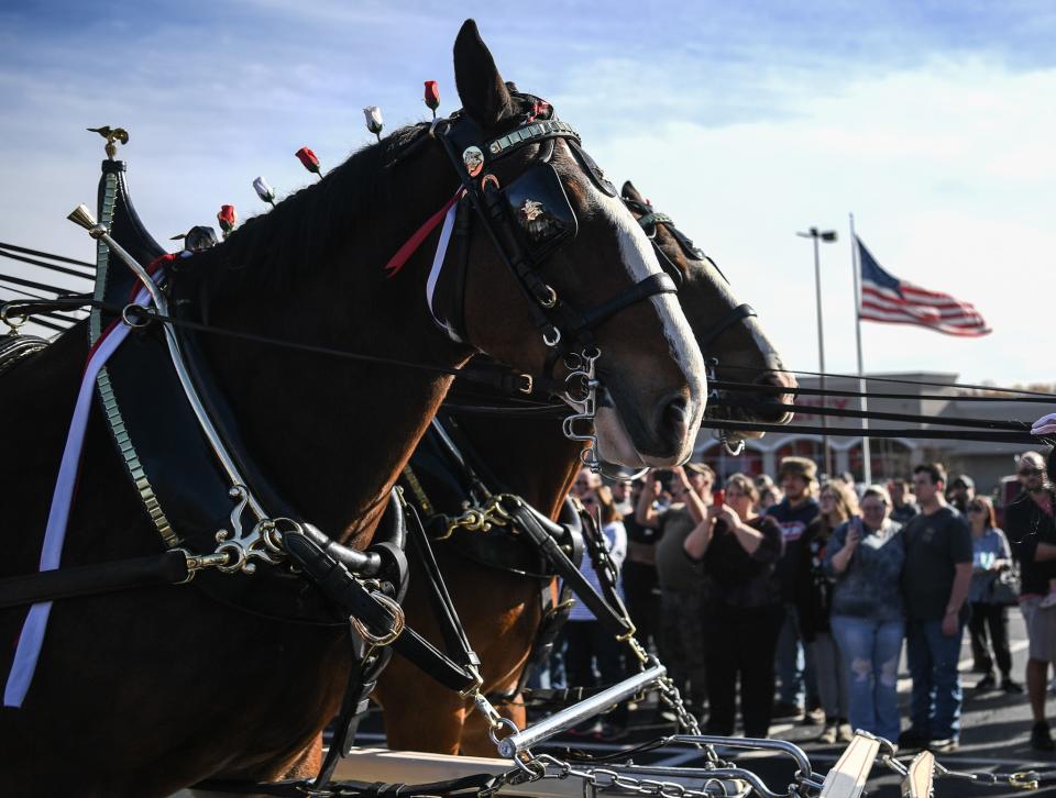 The world-famous Budweiser Clydesdale horses, hitched to the classic red beer wagon, parade on a short route for guests at Food City in Oak Ridge, Saturday, Nov. 11, 2023.