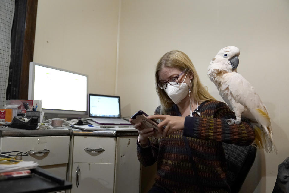 Jessica Murray pauses to look at her phone with her cockatoo Misha on her shoulder while working on website she started to honor lives lost to COVID-19 Thursday, Oct. 29, 2020, in St. Louis. Murray, who works in marketing and sales support for a construction firm and never worked as a writer, has provided mostly short life stories of those who've died in vignettes that are elegant and moving in their simplicity. (AP Photo/Jeff Roberson)