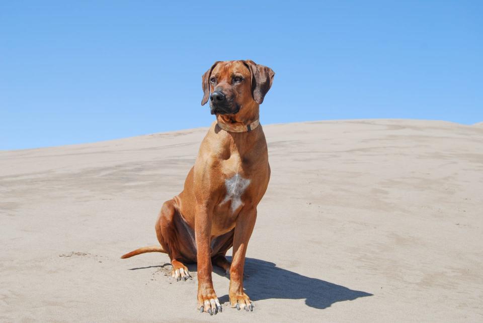 Rhodesian Ridgeback