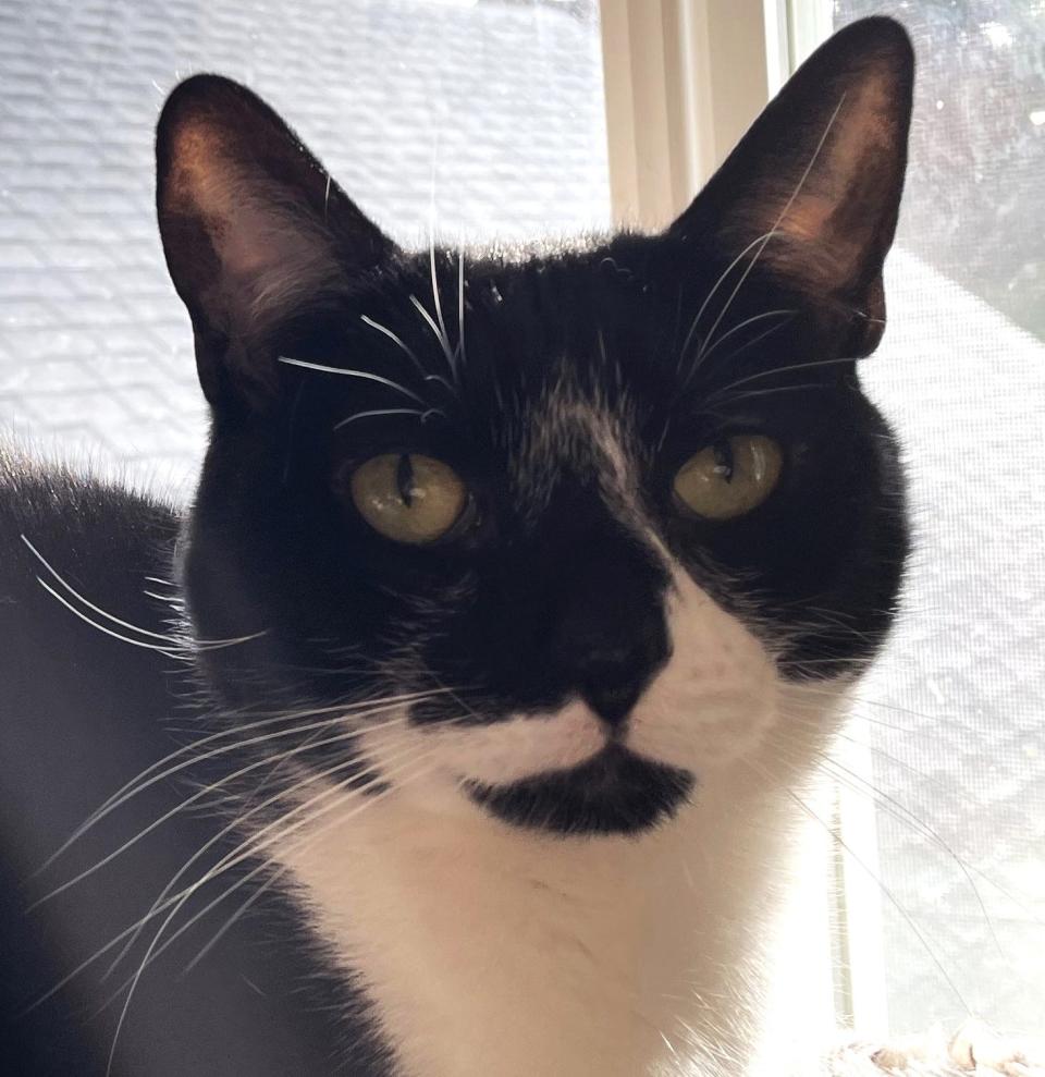 Jack is a black and white tuxedo cat available for adoption at Cat Rescue and Adoption Network.