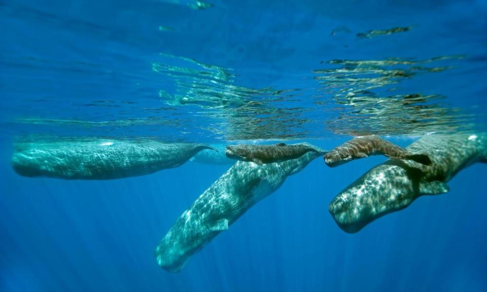 Sperm whales (Physeter macrocephalus), such as this group of adults and calves, learn and announce their group identity.