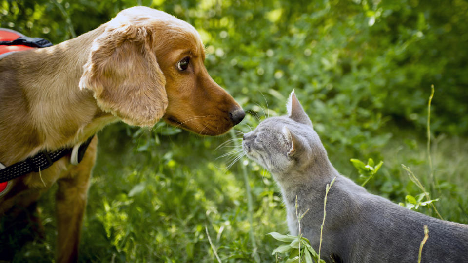Cocker and blue Abyssinian sniffing each other