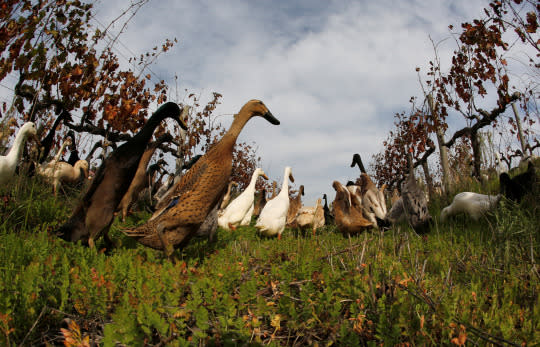 <p>Indian Runner ducks walk through a vineyard at the Vergenoegd wine estate near Cape Town, South Africa, May 16, 2016. (REUTERS/Mike Hutchings) </p>