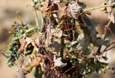 Vineyards affected by drought are pictured in Verzeille near Carcassonne