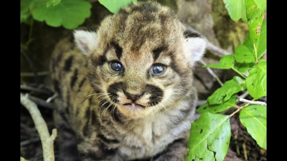 One of the mountain lion kittens