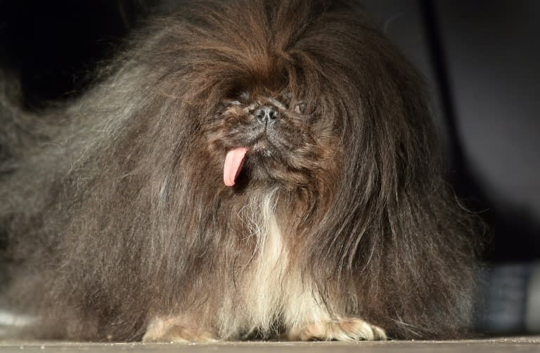 Wild Thang, a Pekingese, walks on stage during the World's Ugliest Dog competition