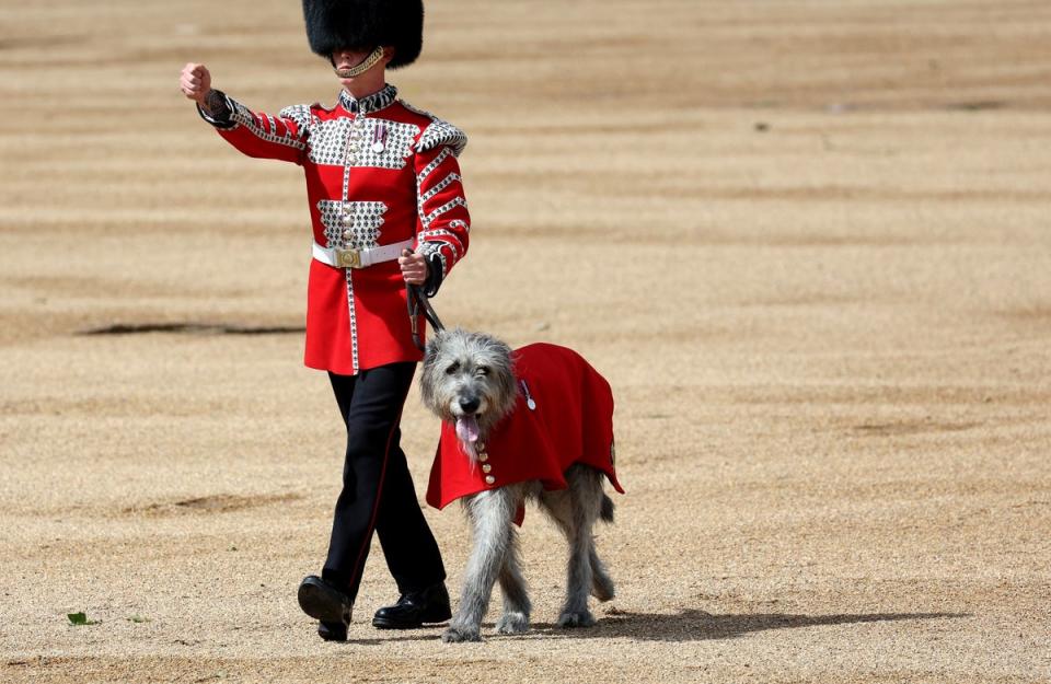 A dog will also participate in the event (EPA)