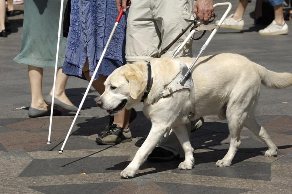 guide dog walking seeing eye blind