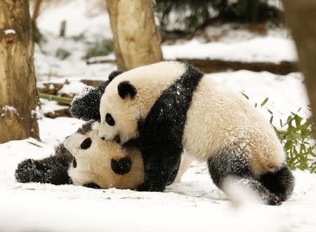 Giant Panda mom Mei Xiang (L) and her cub Bao Bao (R) wrestle in the snow at the Smithsonian National Zoo in Washington January 27, 2015. REUTERS/Gary Cameron