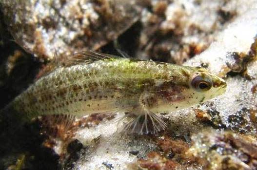 The Okaloosa darter has been officially removed from the Endangered Species List after a 50 yearlong effort was made to improve the numbers of the population.