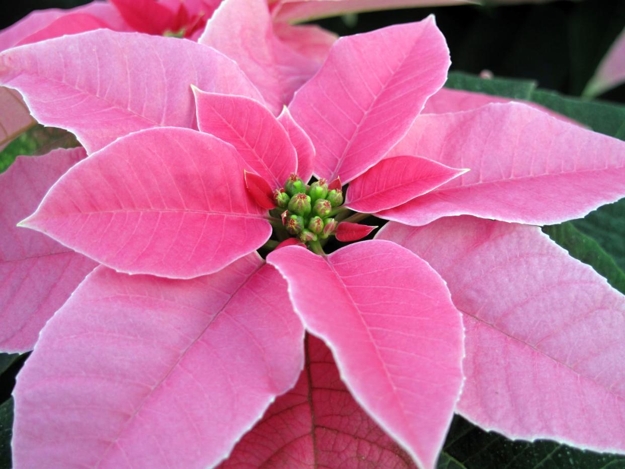 how to care for poinsettias